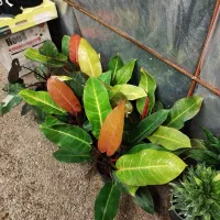 فیلو پرتقالی|گل و گیاه طبیعی|طاهرگوراب, |دیوار