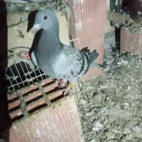 جوجه پلاکی هیچ پر