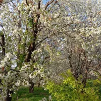 زمین و باغ|فروش دفتر صنعتی، کشاورزی، تجاری|اسفراین, |دیوار