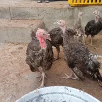 جوجه بوقلمون ب|حیوانات مزرعه|کنگاور, |دیوار