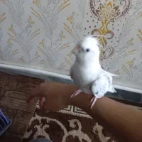 عروس هلندی|پرنده|شیراز, شریفآباد|دیوار