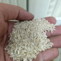 برنج عنبر بو ( عزیزان)|خوردنی و آشامیدنی|نسیم‌شهر, |دیوار