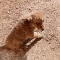 واگذاری توله سگ سرابی|سگ|یزد, |دیوار