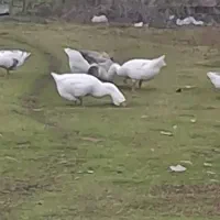 قوغاز (لیندا)|حیوانات مزرعه|بهنمیر, |دیوار