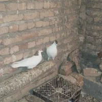 کبوتر رنگی در سراب|پرنده|سراب, |دیوار