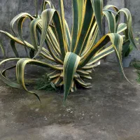 گل بزرگ و بسیار زیبا|گل و گیاه طبیعی|بندر انزلی, چهارفریضه|دیوار