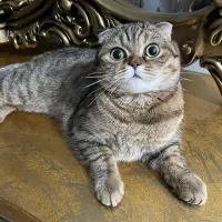 گربه اسکاتیش فولد جهت جفت گیری