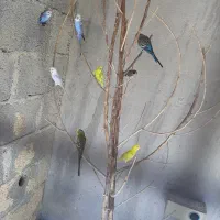 پرنده