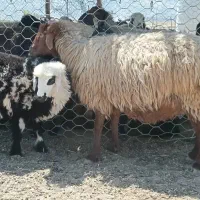فروش میش جوان سر حال. و بره ماده شیرمست