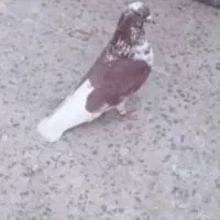 کبوتر گمشده