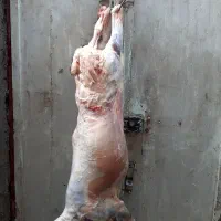 انواع گوسفند چاق کشتاری|حیوانات مزرعه|بروجرد, |دیوار