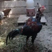 خروس لار