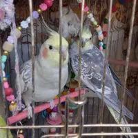 عروس هلندی جوان