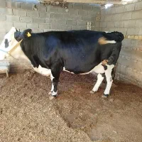 گاو شیری مونتبلیارد|حیوانات مزرعه|آق قلا, |دیوار