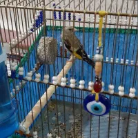 سهره|پرنده|آبادان, |دیوار