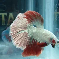 فروش ماهی فایتر هالفمون وارداتی|ماهی|تهران, سلسبیل جنوبی|دیوار