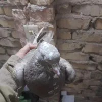 کفتر کله سفید کاکولی      یک دانه ماده