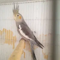 عروس هلندی.معاوضه ای