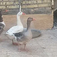 سه تا غاز.|حیوانات مزرعه|اهواز, کوی مندلی(سه راه خرمشهر)|دیوار