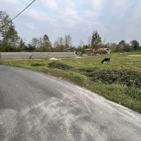 زمین مسکونی سنگر