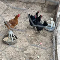 مرغ و خروس|حیوانات مزرعه|سنگان, |دیوار