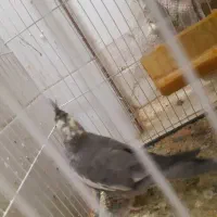 جفت مولد عروس هلندی