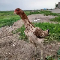 خوروس و مرغ لاری