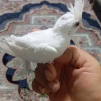 عروس هلندی البینیو