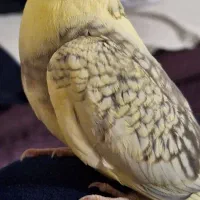 عروس هلندی نر