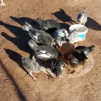 جوجه مرغ و خروس دانه ای ۲۰۰ و ۳۰۰|حیوانات مزرعه|حمیل, |دیوار