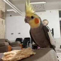 عروس هلندی سخنگو