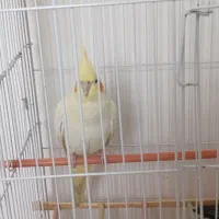 یک جفت عروس هلندی