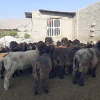 بره ماده|حیوانات مزرعه|شیراز, میانرود|دیوار