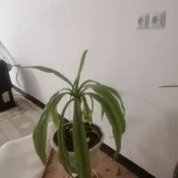 گل ذرتی با  سانسوریا