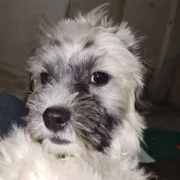 سگ ناز پاکوتای باهوش