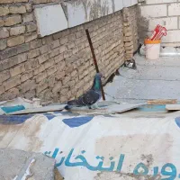 پلاکی|پرنده|خرمشهر, |دیوار