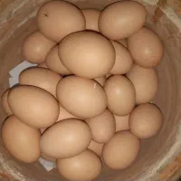 تخم مرغ نطفه دار گلین اصل و لهستانی اصل