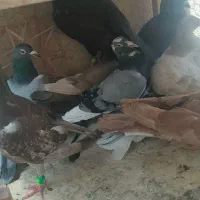 کبوتر پلاکی