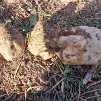 فروش ۳۲جریب زمین کشاورزی آبی بارانی شده