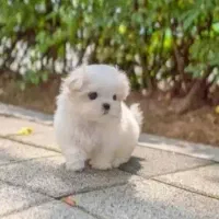 سگ پامر مینیاتوری