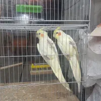 عروس هلندی.طوطی برزیلی.مرغ عشق