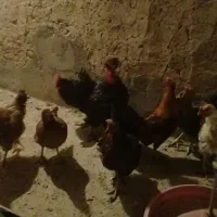 فروش مرغ و خروس