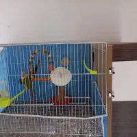 مولد گرینچیک و کتوله تضمینی|پرنده|مشهد, ویلاشهر|دیوار