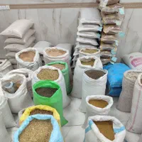 انواع تخم و بذرهای کشاورزی اصلاح شده و حبوبات کاشت