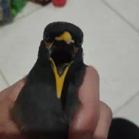 جفت مینا نر و ماده چشم ستاره کام سیاه افغانی اصل