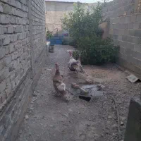 بوقلمون نر و ماده