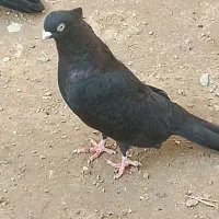 کبوتر|پرنده|امیدیه, |دیوار