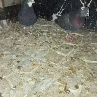 کبوتر سبز ابلق