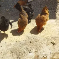 تخم مرغ محلی|خوردنی و آشامیدنی|سرخه, |دیوار