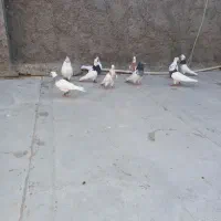 کبوتر نقشی